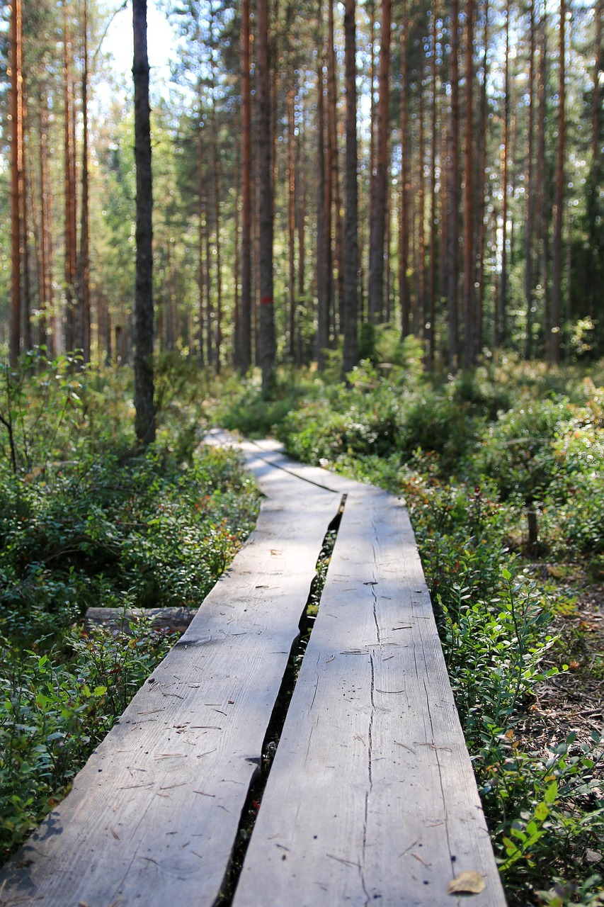 Pitkospuut kesäisessä metsässä