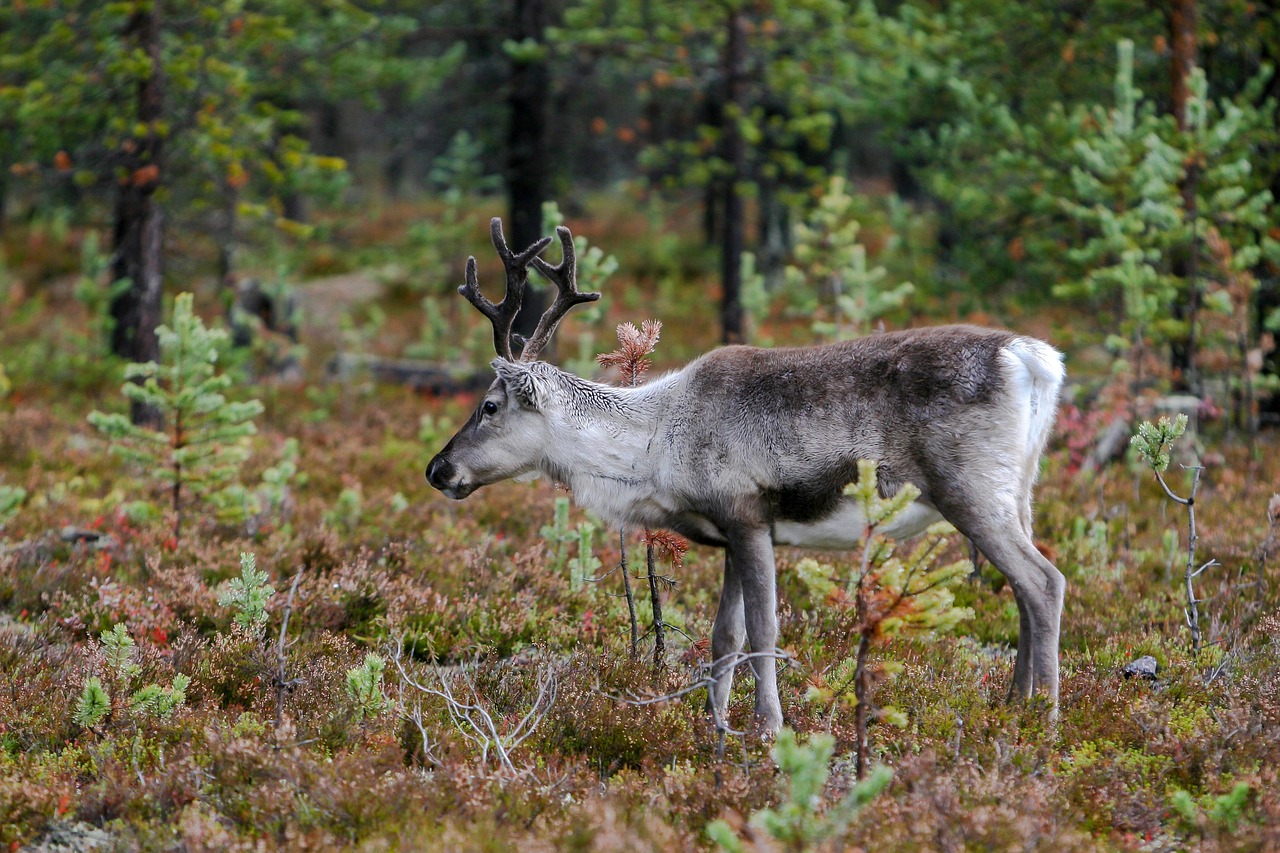 Poro metsässä